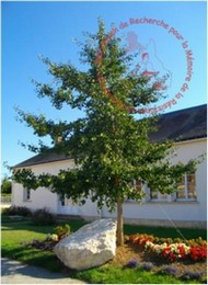 Plaque en hommage aux époux ARSENE